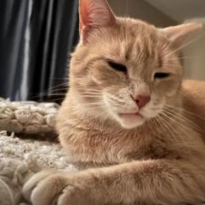Lost Cat Larry