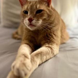 Lost Cat Larry