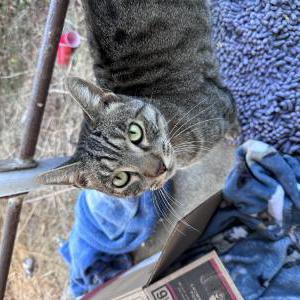 Found Cat Unknown