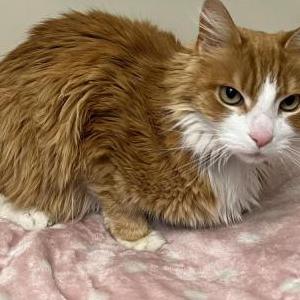 Lost Cat Simba