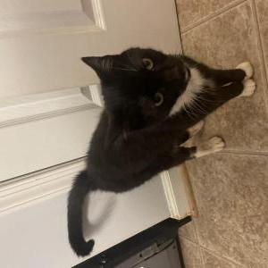 Found Cat unknown