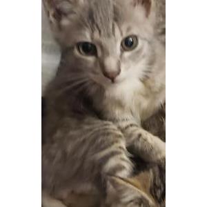 Image of Nails, Lost Cat