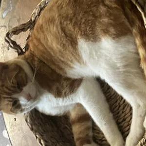 Lost Cat Morty