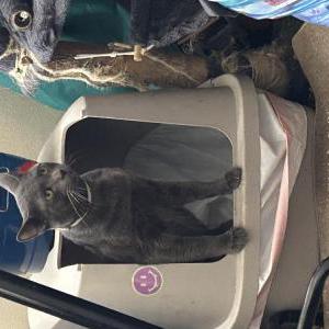 Lost Cat Smokey