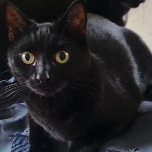 Lost Cat Belza