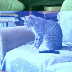 Image of Chip, Lost Cat