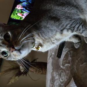 Lost Cat Dany/Daenerys