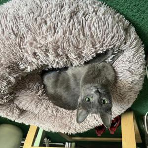 Found Cat Unknown