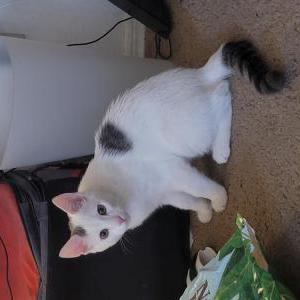 Found Cat Unknown