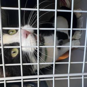 Found Cat Unknown