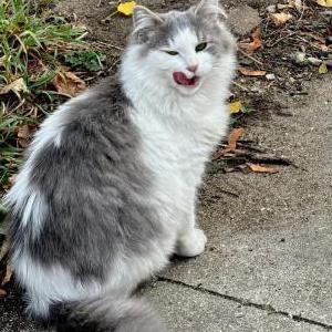 Lost Cat Chunky