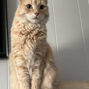 Lost Cat Tobi