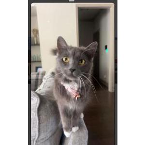 Lost Cat Honey