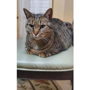 Lost Cat Max