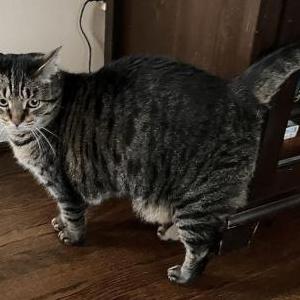 Lost Cat Nintendo