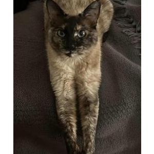 Lost Cat Pepper