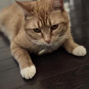 Lost Cat Pumpkin