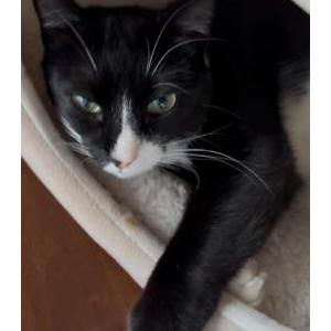 Lost Cat Nova
