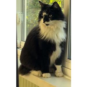 Lost Cat Krispy