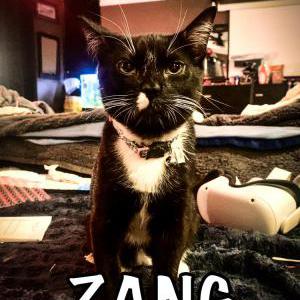 Lost Cat Zang