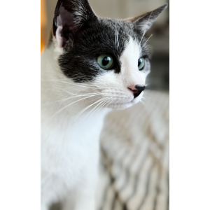 Lost Cat Mr. Gray