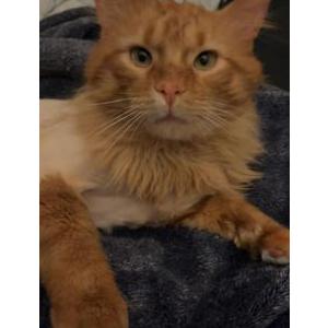 Lost Cat Remington