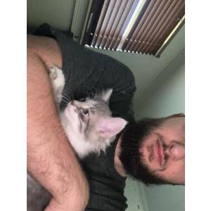 Lost Cat Hoshi
