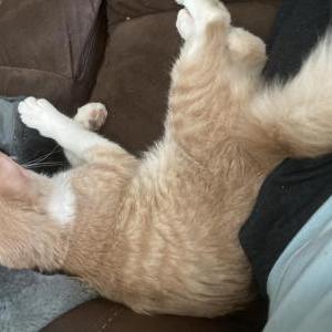 Lost Cat Lester