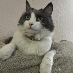 Lost Cat Mika