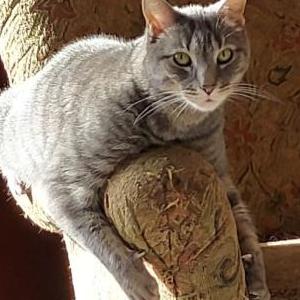 Lost Cat Gus