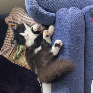 Lost Cat Emmanuel