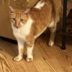 Lost Cat Lulu