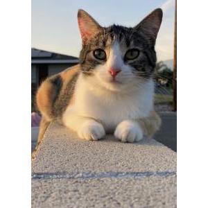 Lost Cat Mantis