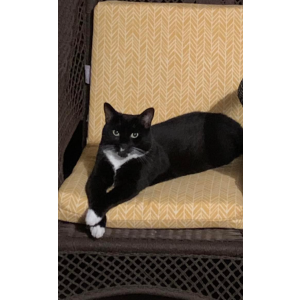 Lost Cat Tux