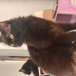 Lost Cat Binx
