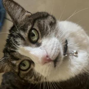 Lost Cat Bella