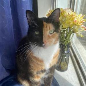Lost Cat Diva