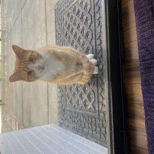 Lost Cat Tiger