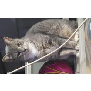 Found Cat UNKNOWN