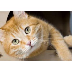 Lost Cat Orange