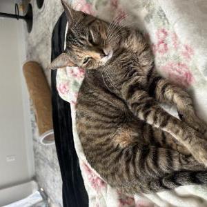 Lost Cat Waffle