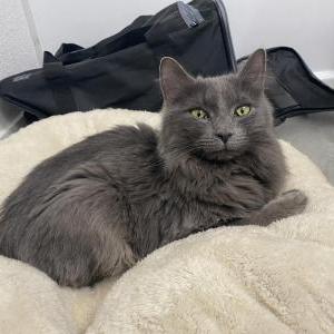 Found Cat Unknown