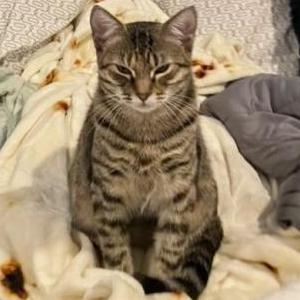 Lost Cat Sadie