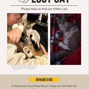 Lost Cat Laci