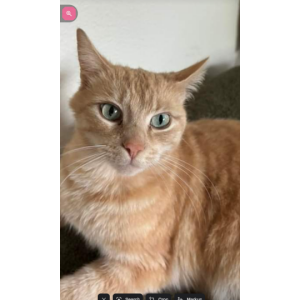 Lost Cat Ringo