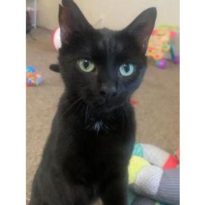 Lost Cat Lucifer