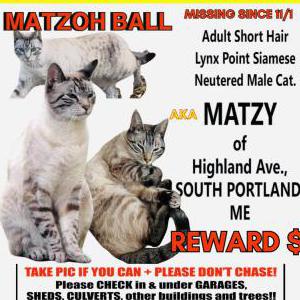 Lost Cat Matzoh Ball
