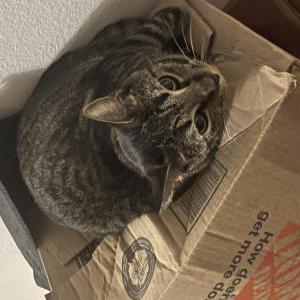 Lost Cat Mochi