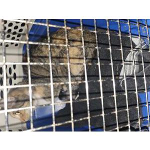 Found Cat unknown