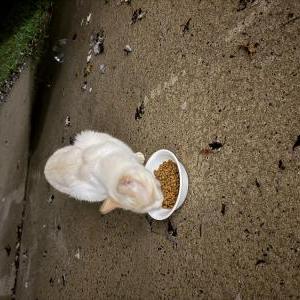 Found Cat Unknown